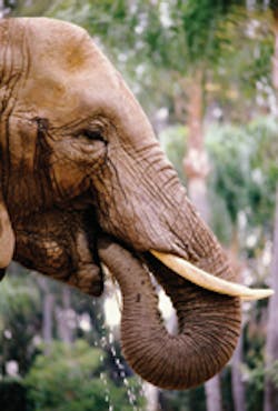 Hydraulicspneumatics Com Sites Hydraulicspneumatics com Files Uploads Custom Inline Archive Www hydraulicspneumatics com Content Site200 Articles 10 01 2010 86385elephantjp 00000059037 Hydraulicspneumatics Com Sites Hydraulicspneumatics com Files Uploads Custom Inline Archive Www hydraulicspneumatics com Content Site200 Articles 10 01 2010 86385elephantjp 00000059037