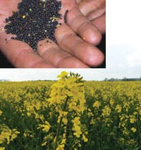 Hydraulicspneumatics Com Sites Hydraulicspneumatics com Files Uploads Custom Inline Archive Www hydraulicspneumatics com Content Site200 Articles 02 01 2011 86940rapeplants 00000059576 Hydraulicspneumatics Com Sites Hydraulicspneumatics com Files Uploads Custom Inline Archive Www hydraulicspneumatics com Content Site200 Articles 02 01 2011 86940rapeplants 00000059576