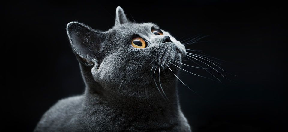 Hydraulicspneumatics Com Sites Hydraulicspneumatics com Files Uploads 2015 02 Home Slide Simmonspetfood 06