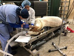 A 200-lb. goat is ventilated with Re-InVent and Philips Respironics DreamStation CPAP. A 200-lb. goat is ventilated with Re-InVent and Philips Respironics DreamStation CPAP.
