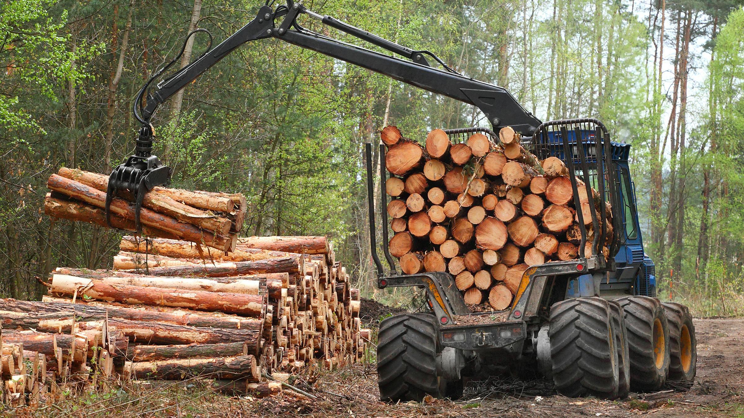 Forest harvester picking up several logs