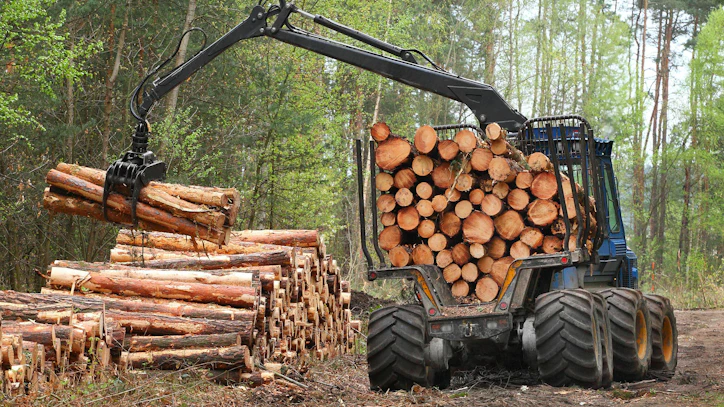 Forest harvester picking up several logs